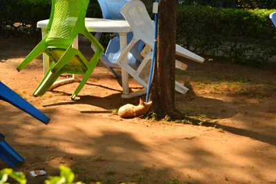 DSC_4603 (Large).JPG